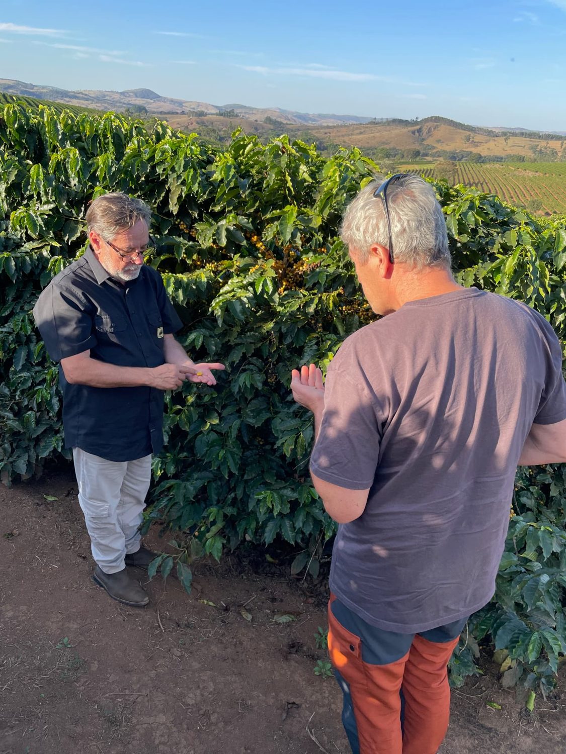 Co-Roasting® members among coffee trees laden with cherries, with a producer